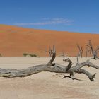 Dead Vlei