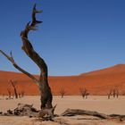 Dead Vlei