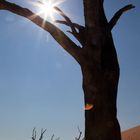 Dead Vlei