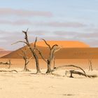 Dead Vlei - Die Einsamen....