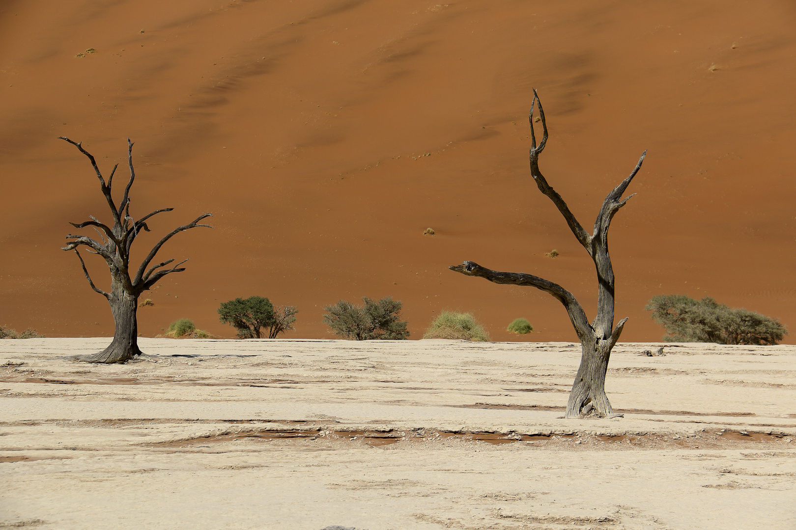 dead vlei