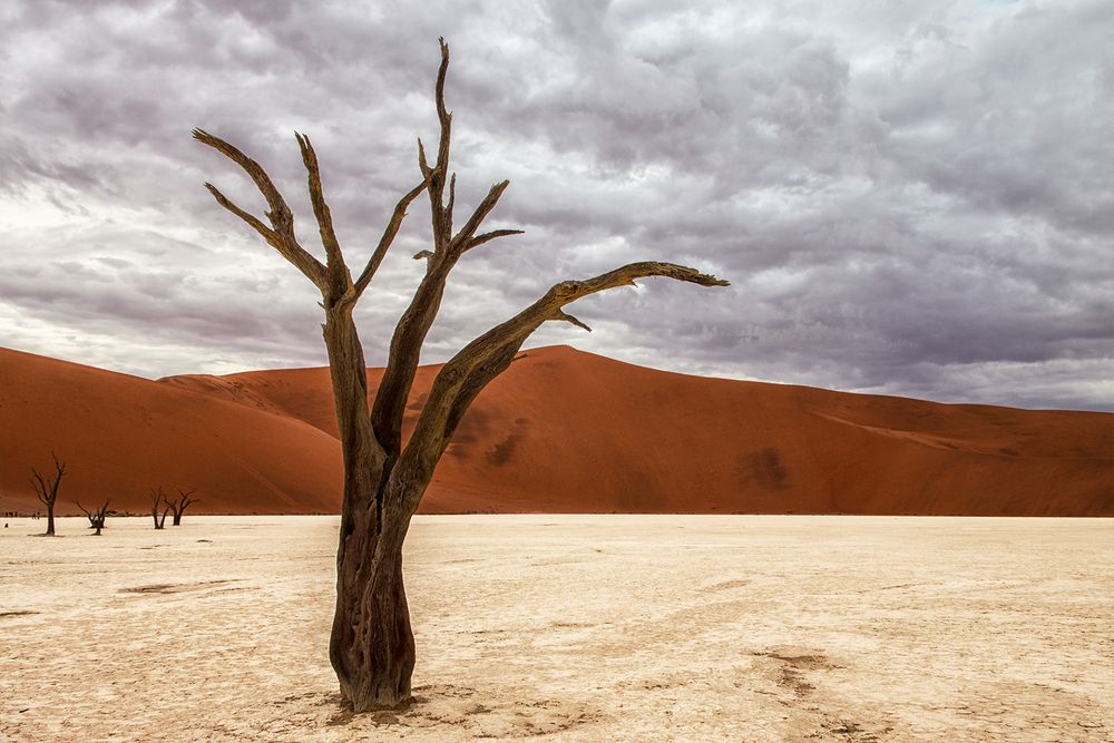 Dead Vlei