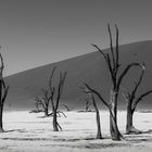 Dead Vlei