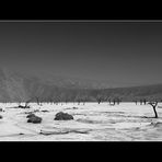 Dead Vlei