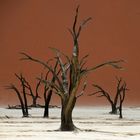 Dead Vlei - ein Ort wo tote Bäume leuchten