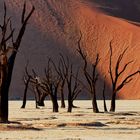 Dead Vlei erwacht