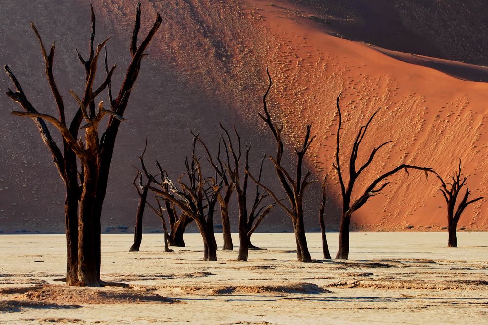 Dead Vlei erwacht