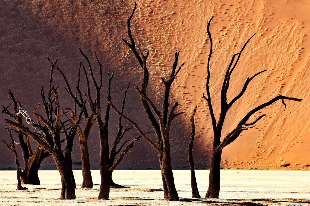 Dead Vlei erwacht II