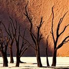 Dead Vlei erwacht II