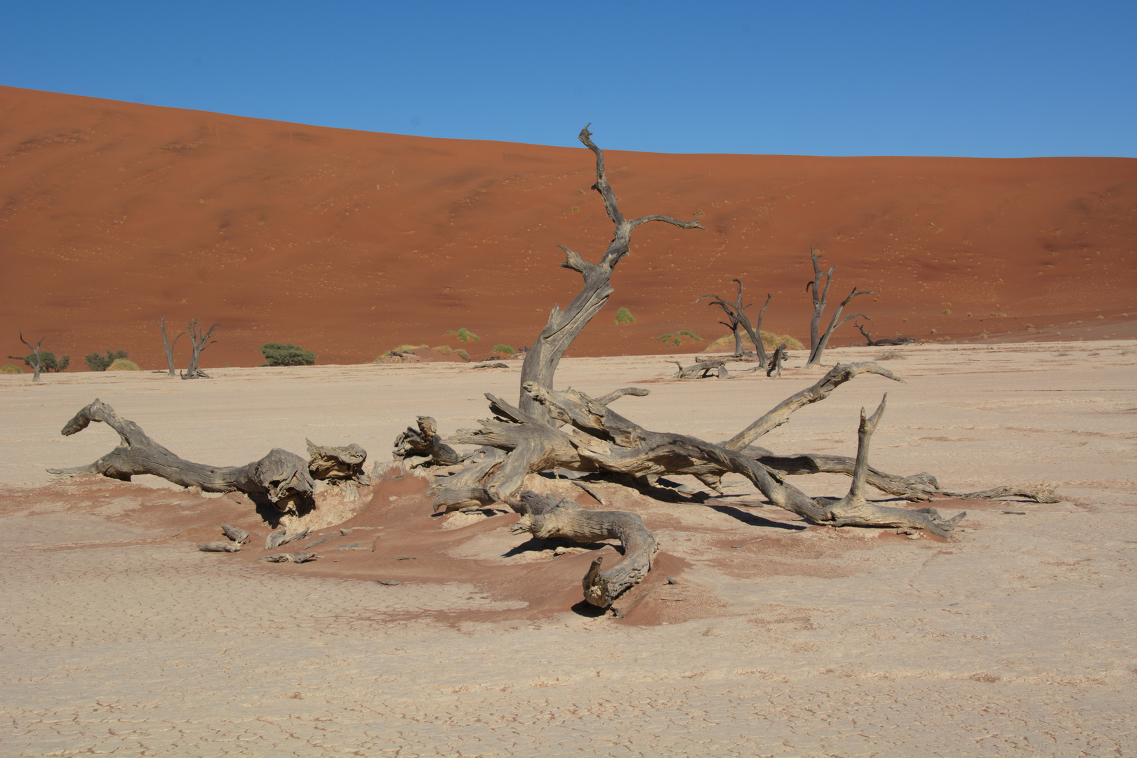 Dead Vlei