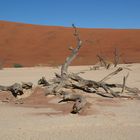 Dead Vlei