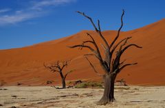 Dead Vlei