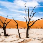 Dead Vlei