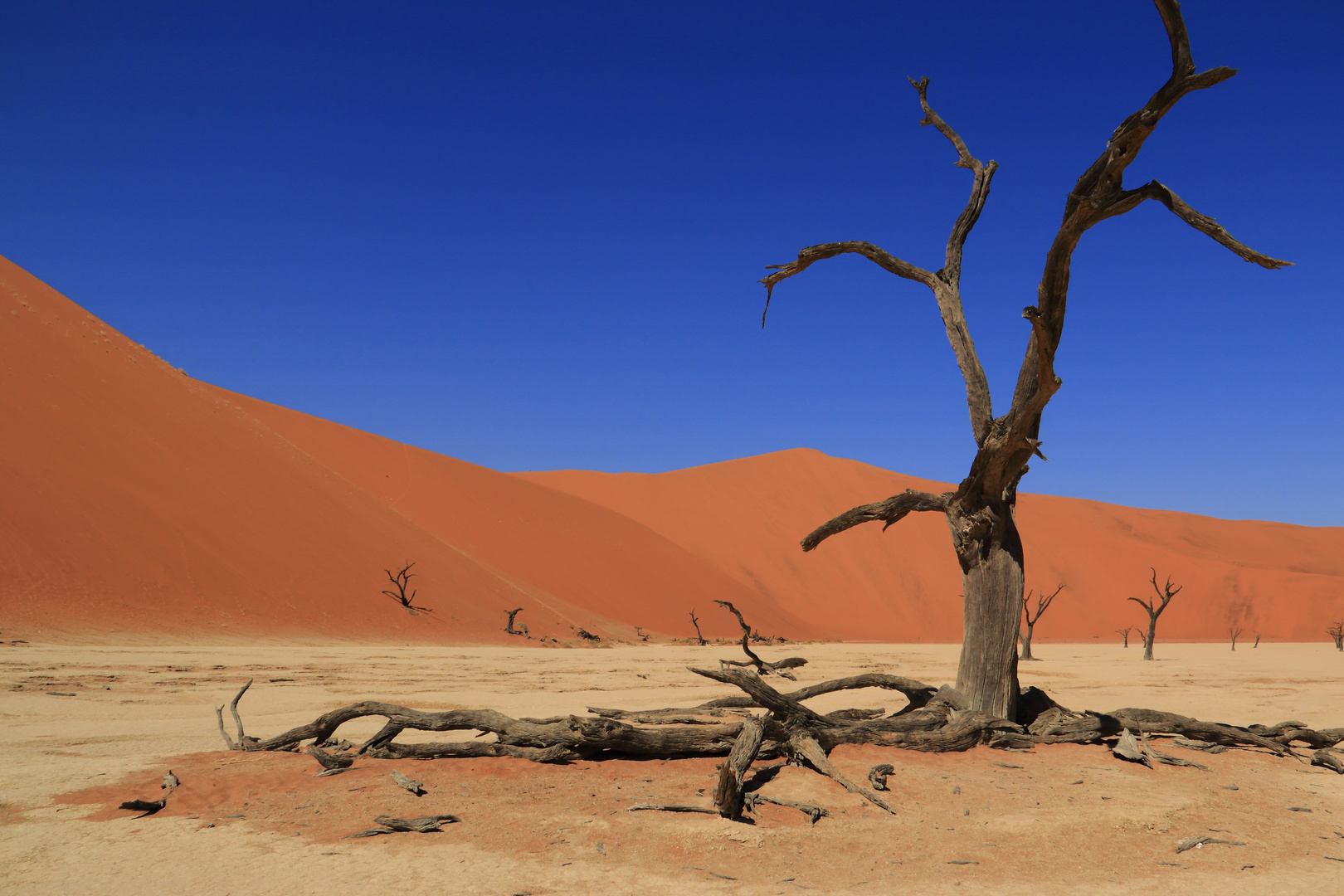 Dead Vlei 