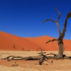 Dead Vlei 