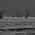 Dead Vlei