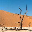 Dead Vlei