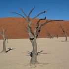 Dead Vlei