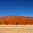 Dead Vlei I