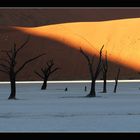 Dead Vlei I