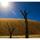 Dead Vlei II