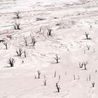 Dead Vlei II