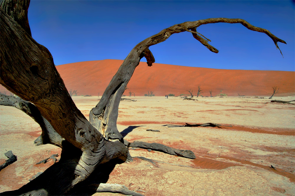 Dead Vlei III