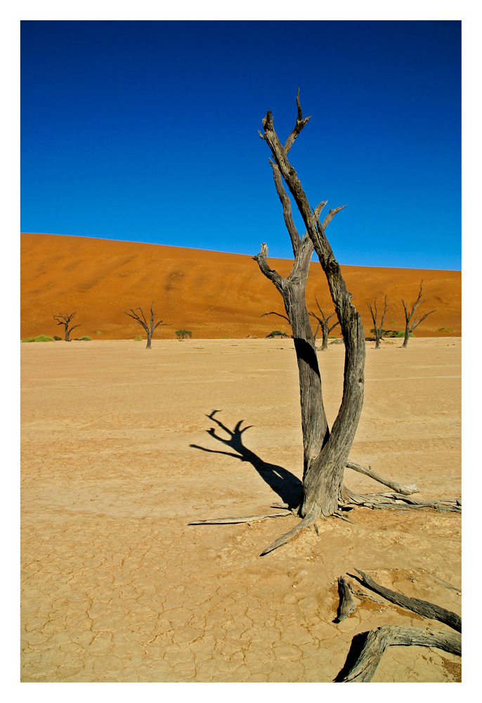 Dead Vlei III