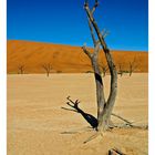 Dead Vlei III