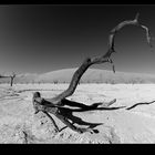 Dead Vlei im namibischen Sommer