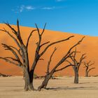 Dead Vlei (Nähe Sossusvlei - Sesriem / Namibia)