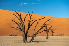 Dead Vlei (Nähe Sossusvlei - Sesriem / Namibia)