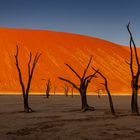 ~ Dead Vlei - Namib ~