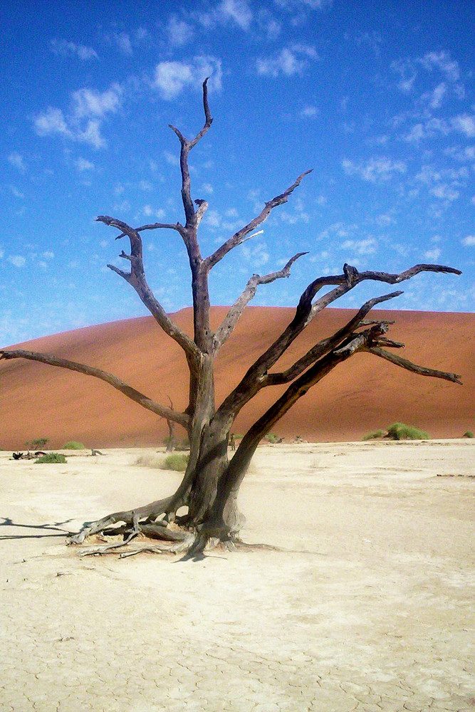 DEAD VLEI - NAMIB DESERT