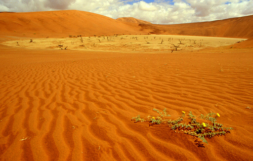 Dead Vlei ( Namibia )