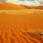 Dead Vlei ( Namibia )