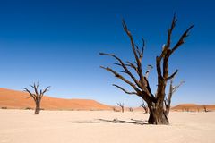 Dead Vlei - Part II