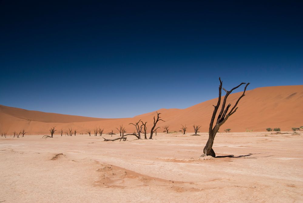 Dead Vlei, Sossusvlei / Namibia