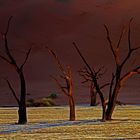 dead vlei trees