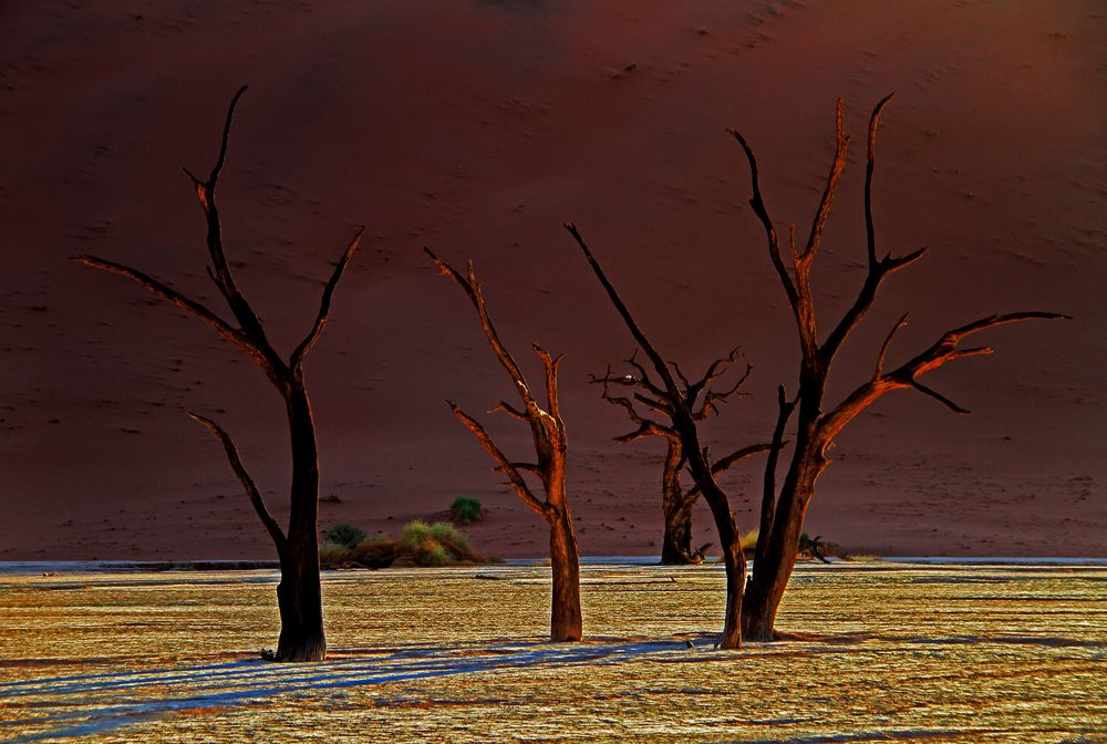 dead vlei trees