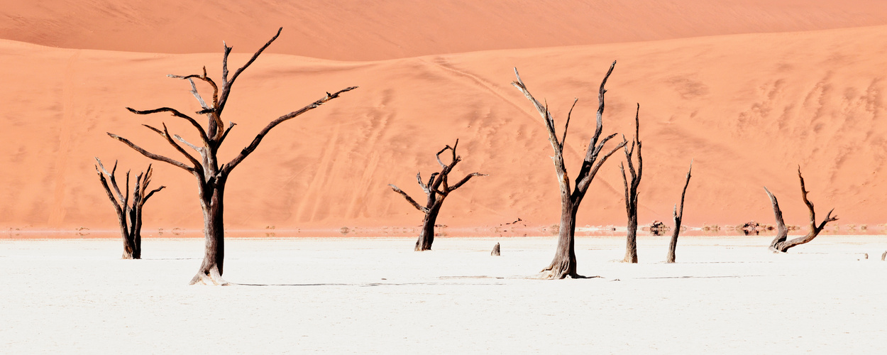 Dead Vlei V