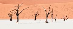 Dead Vlei V