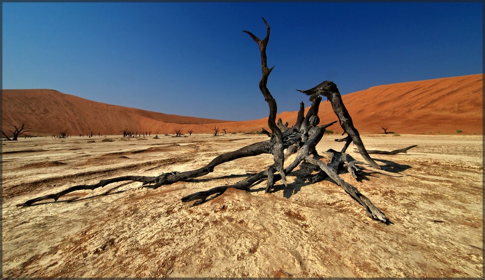 dead vlei3