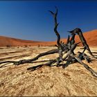 dead vlei3