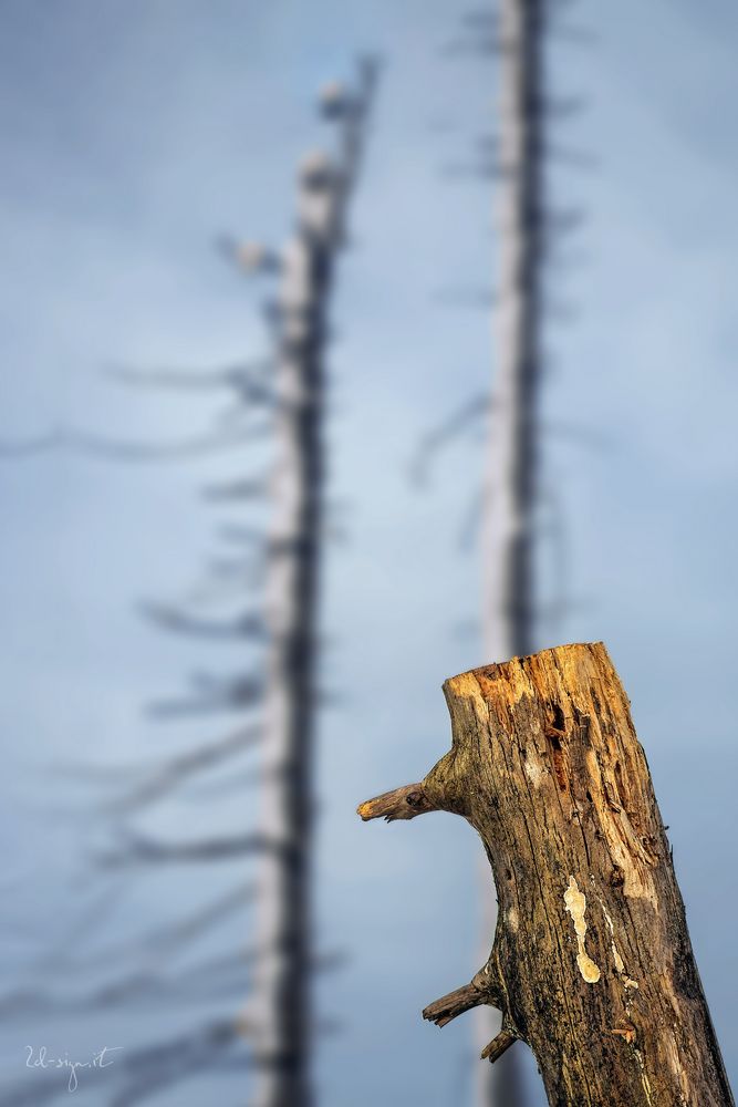 dead wood am Dreisessel