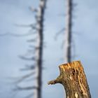 dead wood am Dreisessel