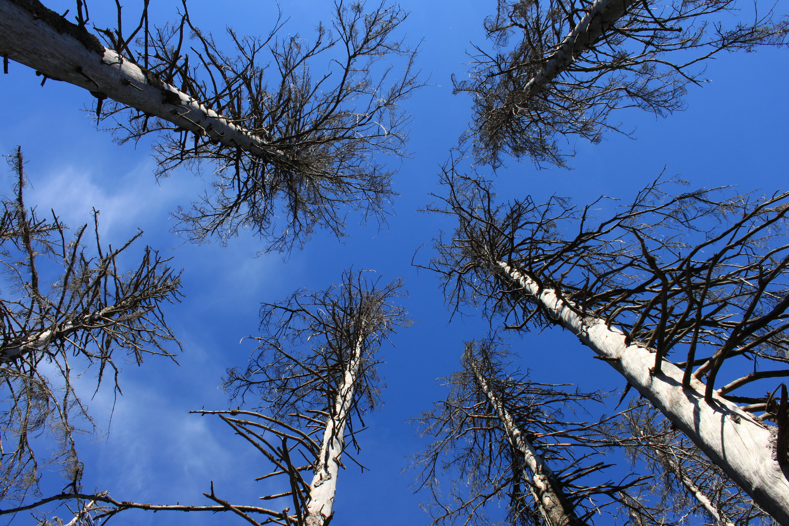 Dead wood to heaven