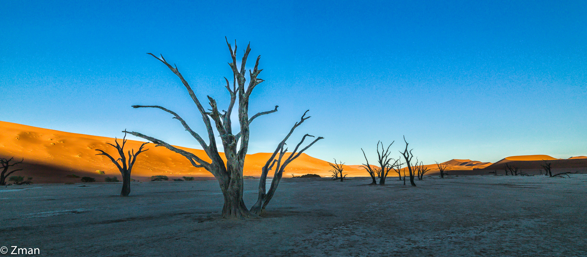 Deadflei Dead Acacia Trees