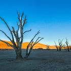 Deadflei Dead Acacia Trees