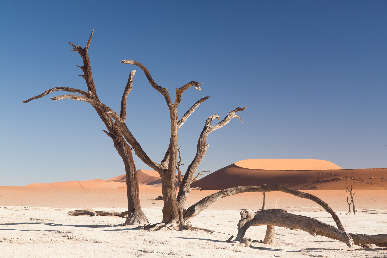 deadvlei